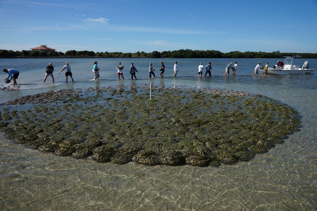 Oyster Habitat Restoration Project  - Outback Bowl  © John Bell